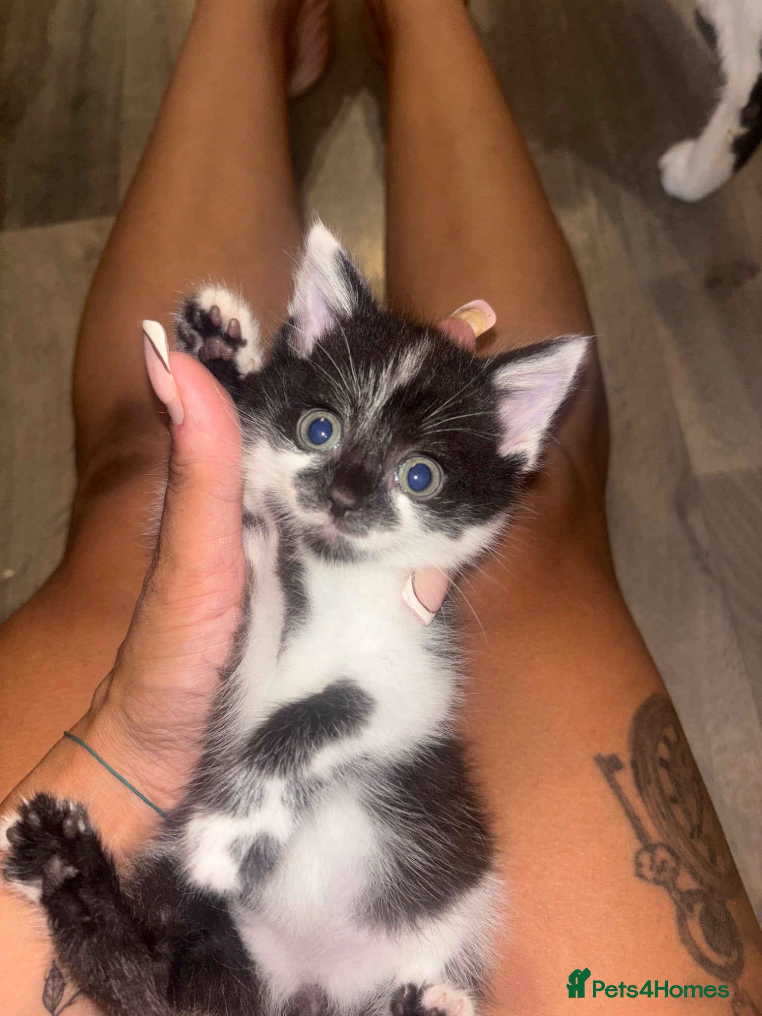 Mixed Breed cats Kittens for sale  - Advert 6