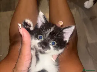 Mixed Breed cats Kittens for sale - Advert 1