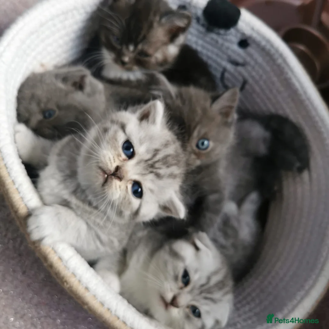 Mixed Breed cats for sale: ❤️Luxury Chinchilla Persian Scottish Fold Kittens - Advert 7
