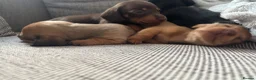 Miniature Dachshund dogs for sale: Beautiful Miniature Dachshund Puppies – Ready Soon - Advert 12