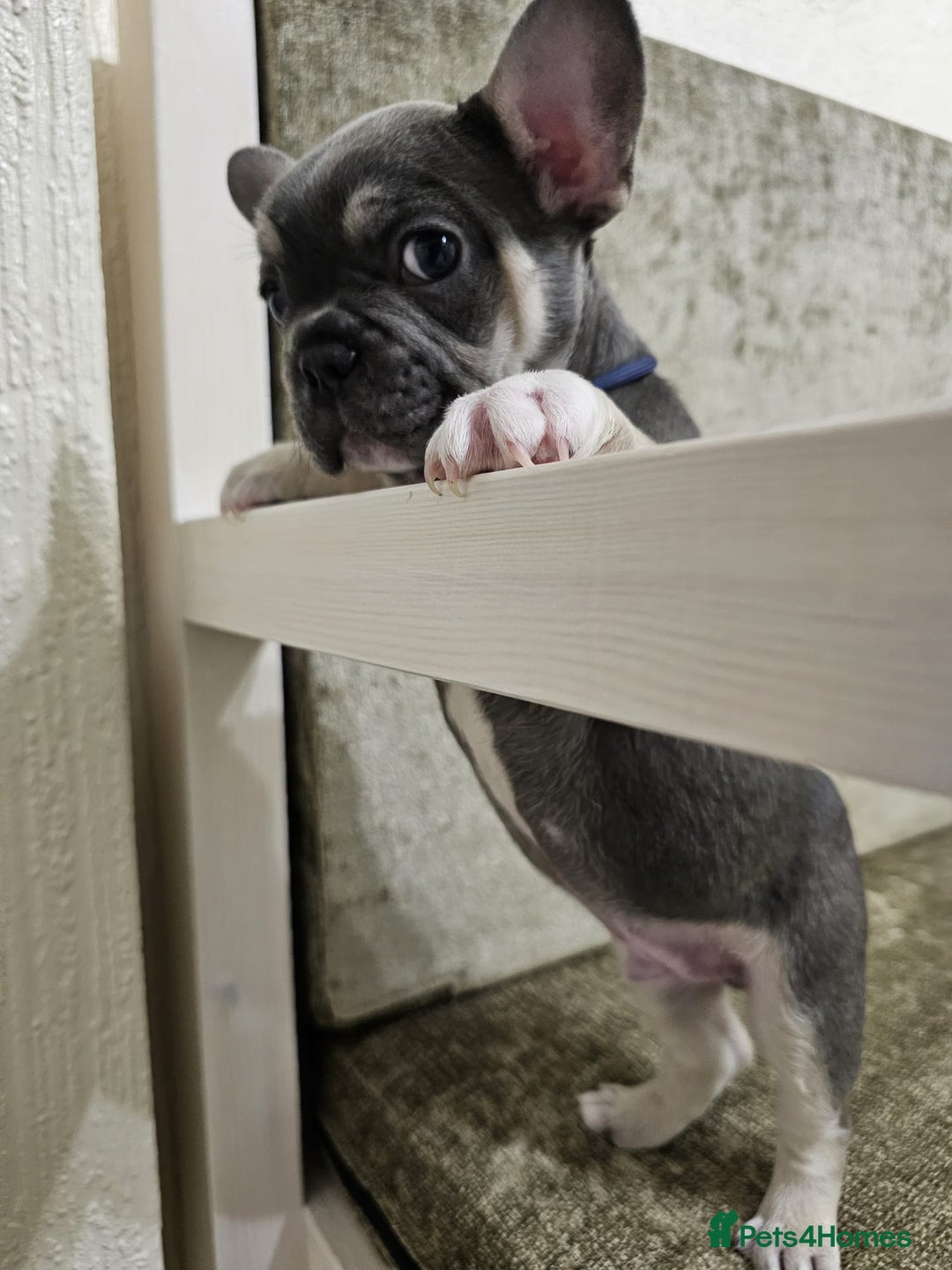 French Bulldog dogs for sale: DISCOUNT AVAILABLE FOR SERIOUSLY INTERESTED BUYERS - Advert 20