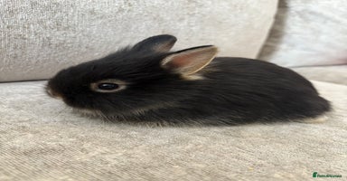 Netherland Dwarf rabbits - Advert 6
