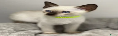 Siamese Kitten 3
