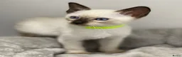 Siamese cats for sale: GCCF Registered Siamese Kittens  - Advert 8