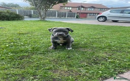 American Bulldog dogs for sale: This is Keith - Image 1