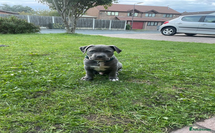 American Bulldog dogs - Advert 1