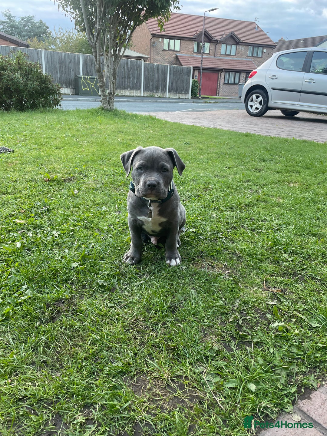 American Bulldog dogs for sale: This is Keith - Image 1