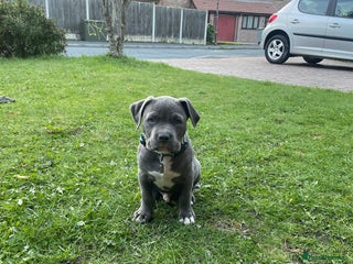 American Bulldog dogs This is Keith - Advert 8