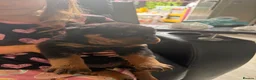 Rottweiler dogs for sale: Absolutely stunning Rottweiler puppies  - Advert 15