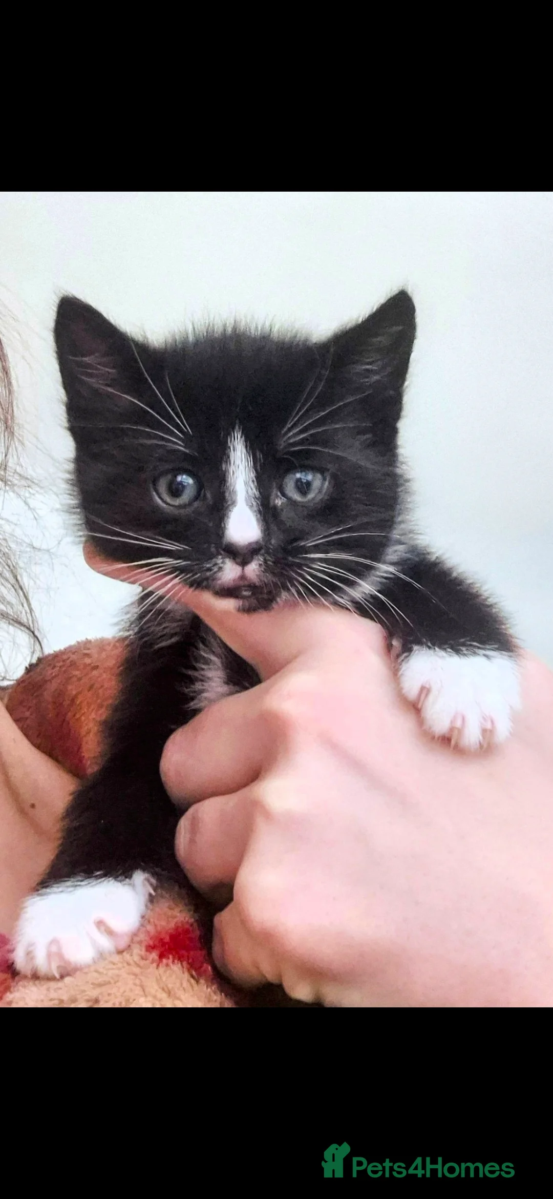 British Shorthair cats for sale: 3 beautiful little kittens !! - Advert 6