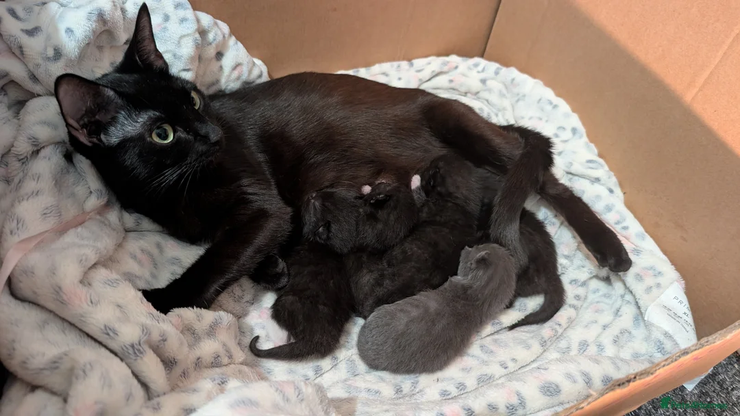 Mixed Breed cats for sale: Kittens ready in 3 weeks  - Advert 2