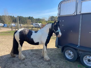 Irish Cob horses Mothers Dream - Advert 5