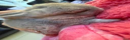 Mini Lop rabbits for sale: Pure Bred Mini Lop Rabbits. 1 blue+ 3 grey/white. - Advert 7