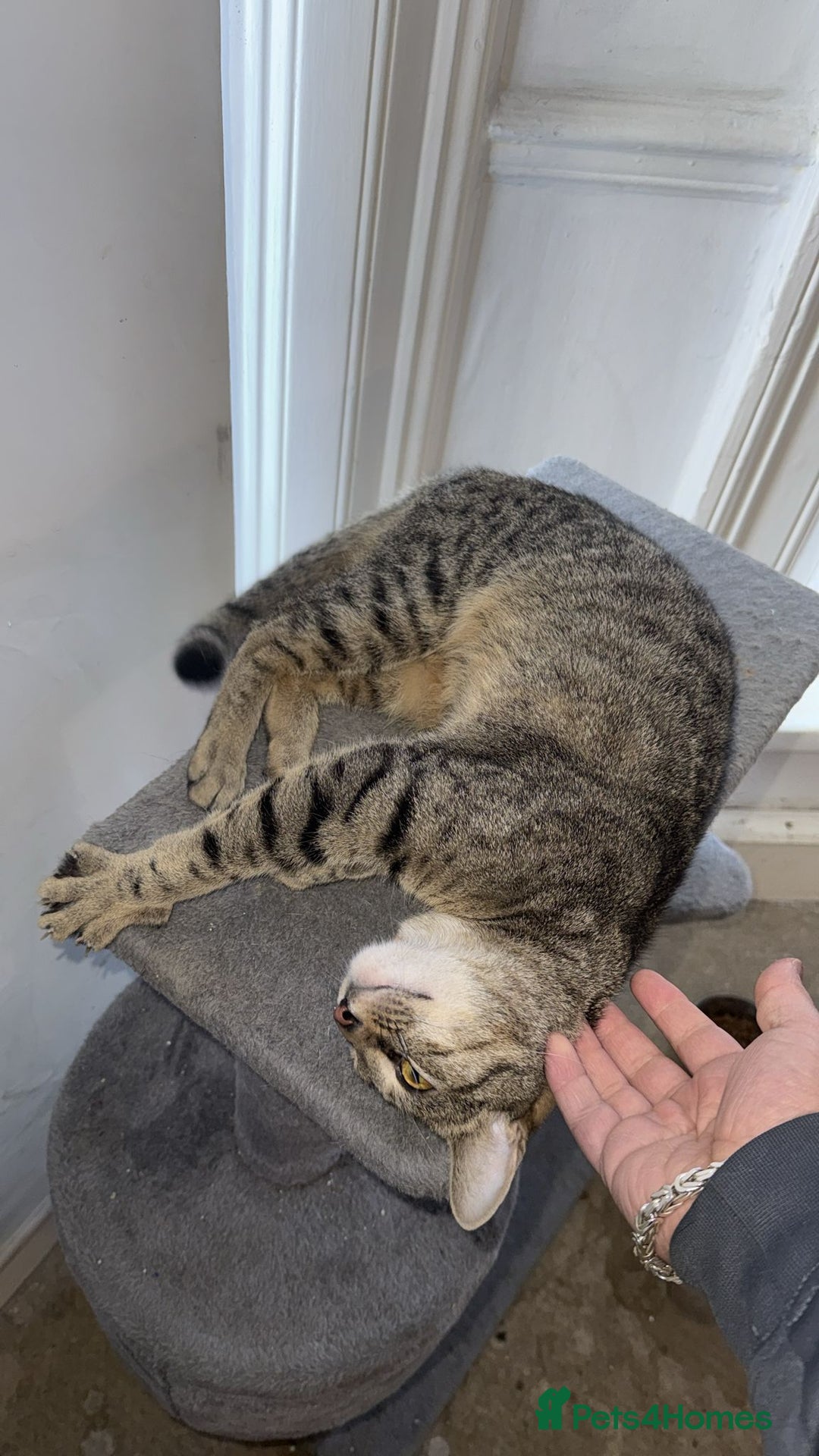 Domestic Shorthair cats for sale: Lovely Tabby Cat Looking for a Forever Home  - Advert 5