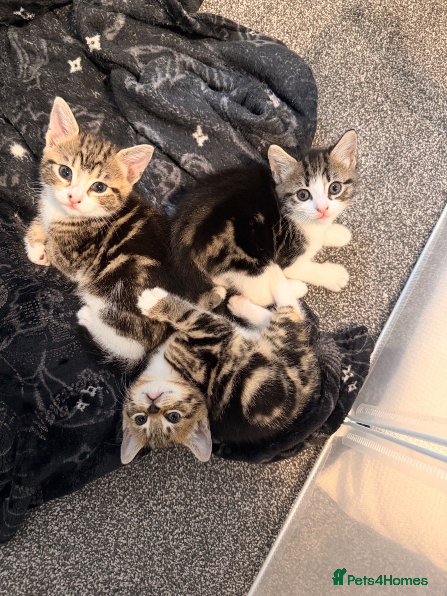 Mixed Breed cats Tabby Kittens £25 - Advert 1