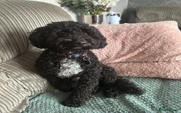 Cockapoo dogs for sale: 7 Gorgeous Cockapoo puppies for sale in St Albans - Image 9