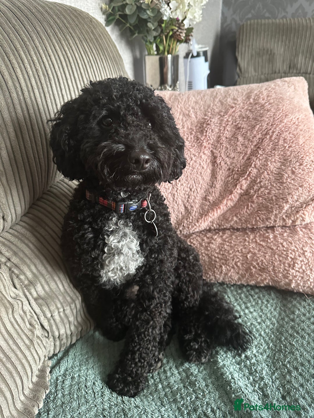 Cockapoo dogs for sale: 7 Gorgeous Cockapoo puppies for sale in St Albans - Image 9