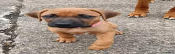 Rhodesian Ridgeback dogs for sale: Pedigree Rhodesian Ridgeback puppies.  - Advert 6