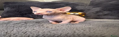 Sphynx Kitten 4