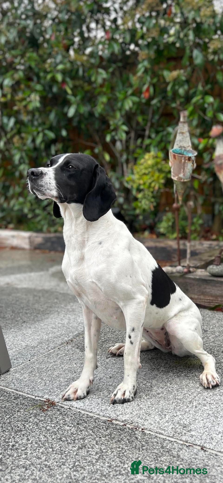 Mixed Breed dogs Sally The Gentle Soul Waiting for Her Happy Ending - Advert 5