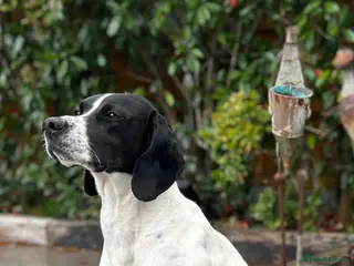 Mixed Breed dogs Sally The Gentle Soul Waiting for Her Happy Ending - Advert 5