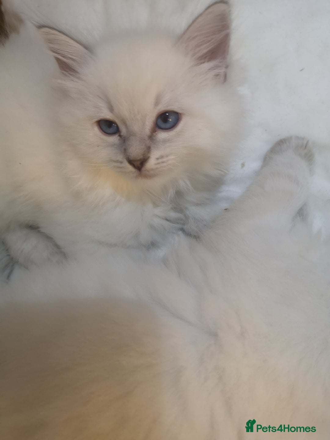 Ragdoll cats for sale: Ragdoll Chunky Boys!  - Advert 11