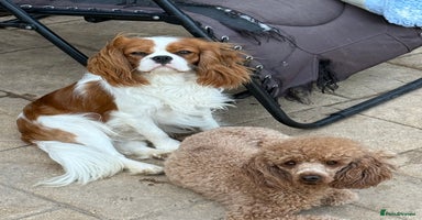Cavalier King Charles Spaniel dogs - Advert 11