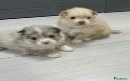 Pomeranian dogs for sale: Beautiful Pomeranian puppies amazing rare colours - Image 5