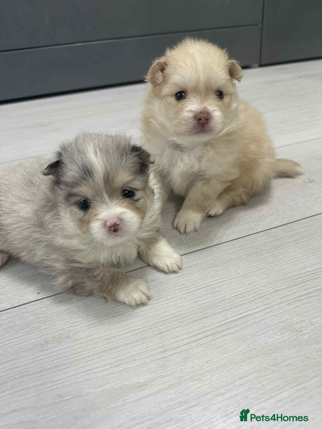 Pomeranian dogs for sale: Beautiful Pomeranian puppies amazing rare colours - Image 5