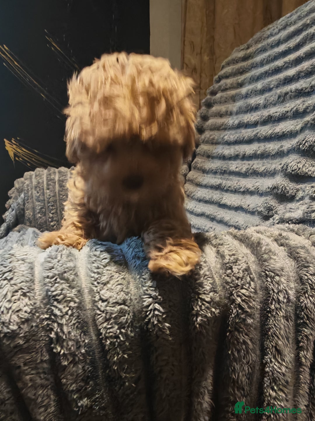 Maltipoo dogs for sale: Toy Maltipoo Ready to go - Image 9