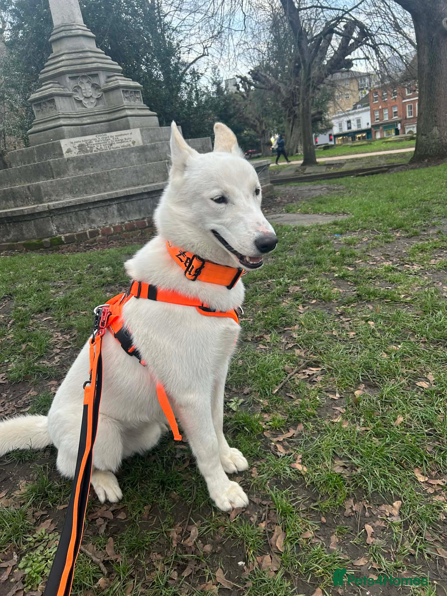 Mixed Breed dogs 1 year old Siberian Huskey cross Alaskan Malamute  - Advert 11