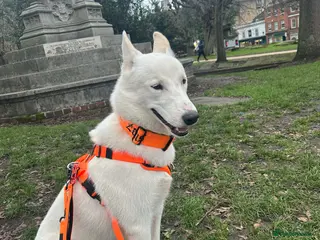 Mixed Breed dogs 1 year old Siberian Huskey cross Alaskan Malamute - Advert 3