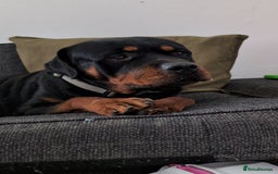 Rottweiler dogs for stud: Proven lovely nature big boy for stud in Middlesbrough - Image 12