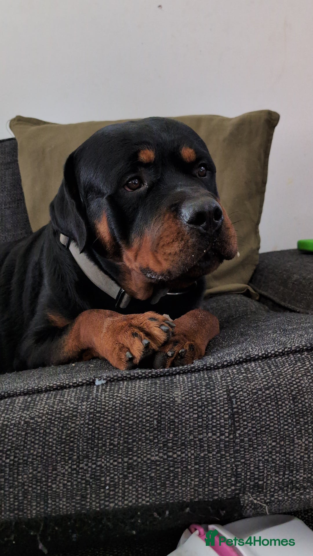 Rottweiler dogs for stud: Proven lovely nature big boy for stud in Middlesbrough - Image 12