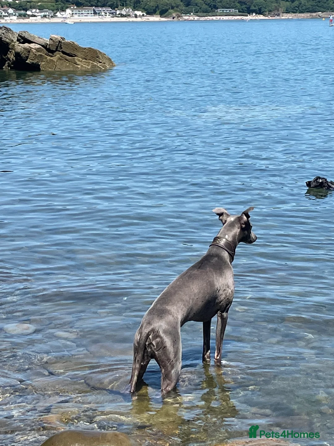 Whippet dogs for stud: Whippet stud dog in Somerton - Advert 6