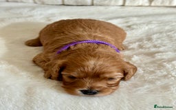 Cavapoo dogs for sale: Extensively Health Tested Cavapoo Puppies  - Image 15