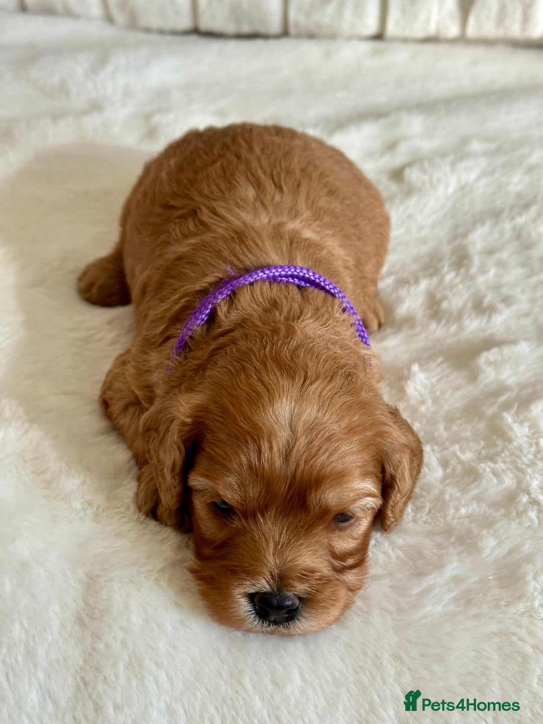 Cavapoo dogs for sale: Extensively Health Tested Cavapoo Puppies  - Image 15
