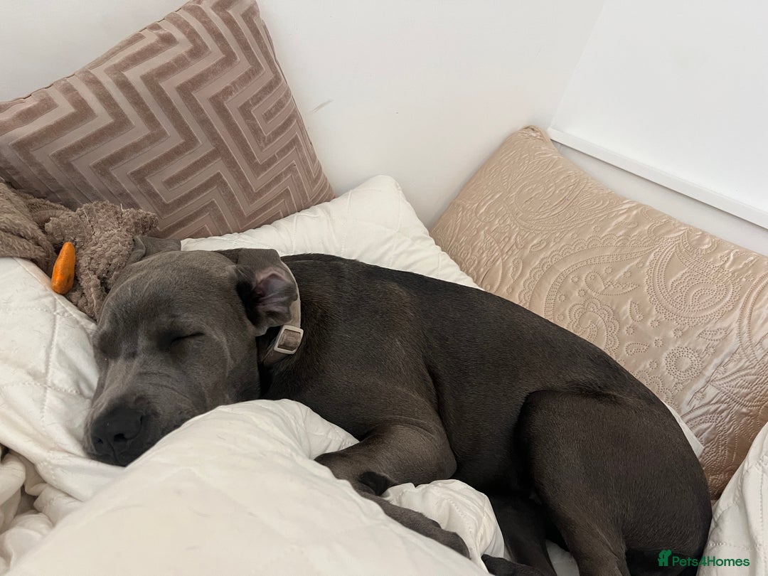 Cane Corso dogs for sale: Beautiful grey/blue female cane corso  - Image 3