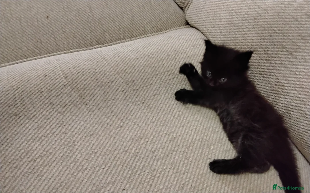 Maine Coon cats for sale: Exceptional Maine Coon kittens available - Advert 30