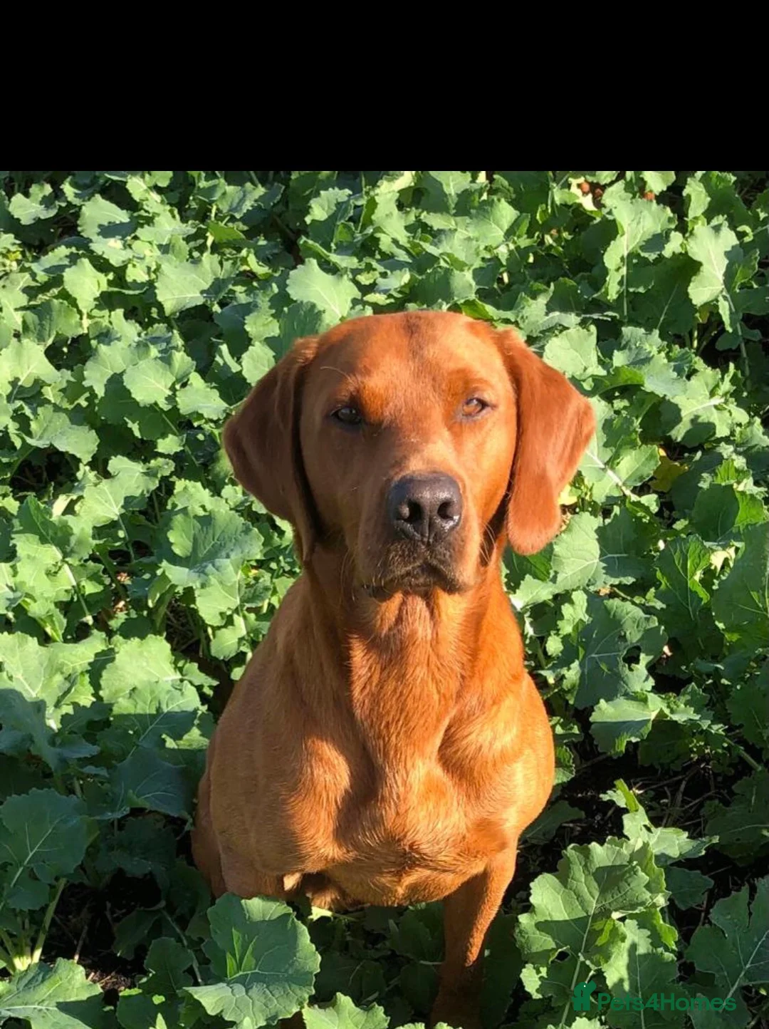 Labrador Retriever dogs for stud: CLAYBROW RED RAMBLER available for Stud (Proven) in Southport - Advert 5