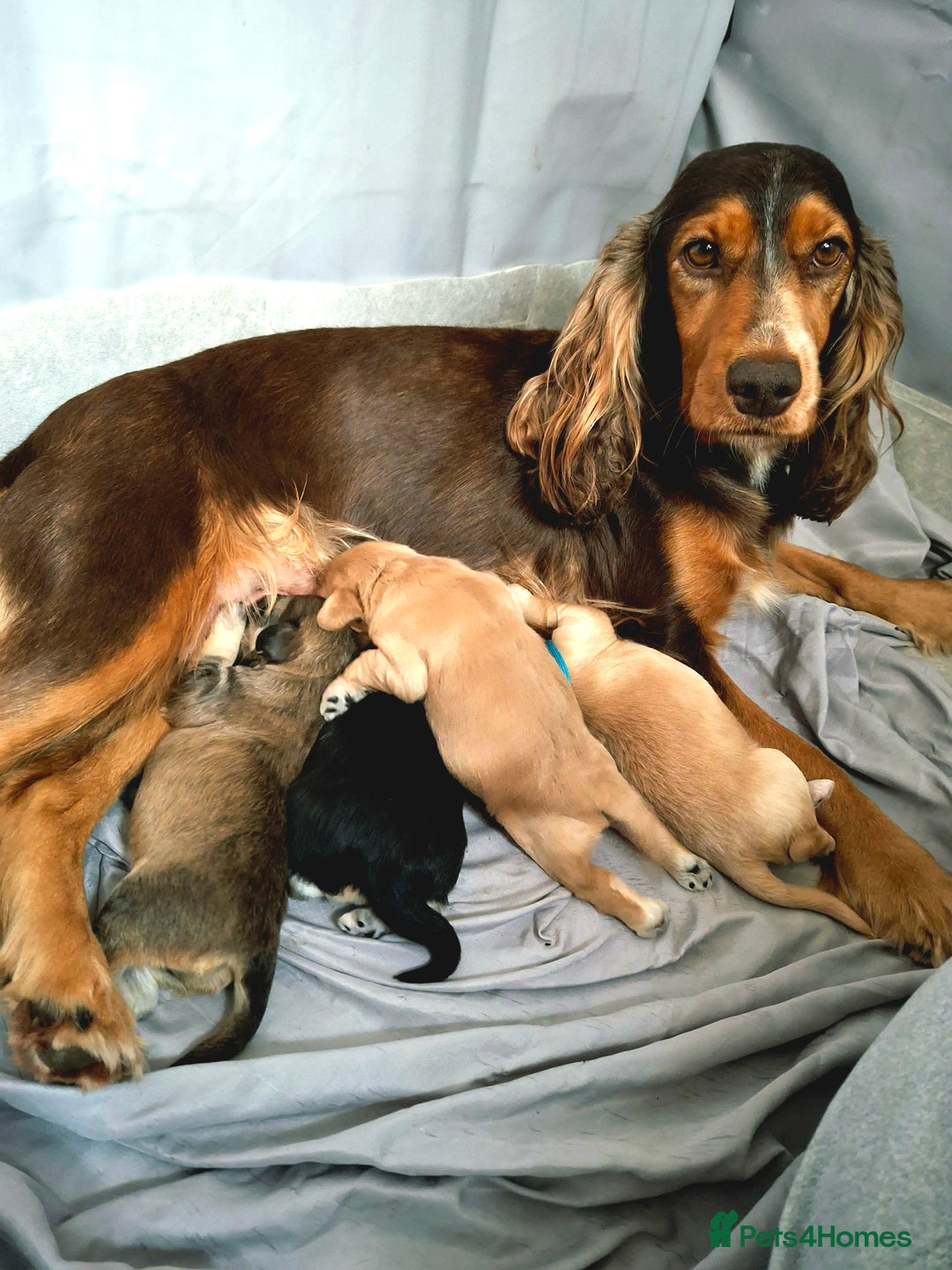 Cockapoo dogs for sale: F1 Cockerpoo puppies - Image 1