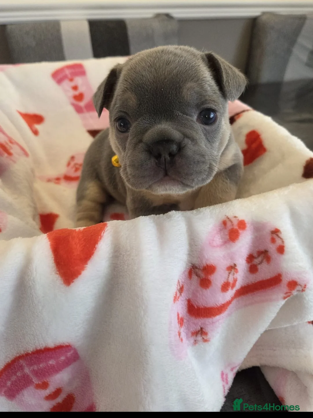 French Bulldog dogs for sale: Beautiful Frenchie puppies - Advert 4