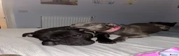 Staffordshire Bull Terrier dogs for sale: KC Staffordshire bull terrier pups  in Penarth - Advert 3