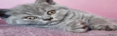 British Shorthair 2