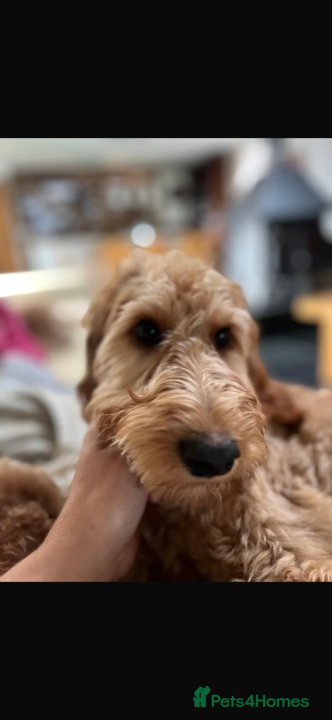 Irish Doodle dogs for sale: F1B Miniature Irishdoodles fully tested parents  - Advert 3