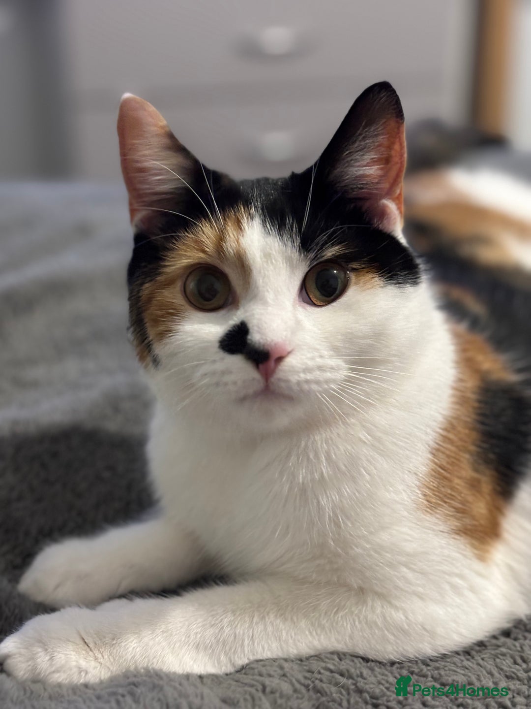 Mixed Breed cats for sale: *ADOPTION* 2 beautiful sisters  - Advert 6