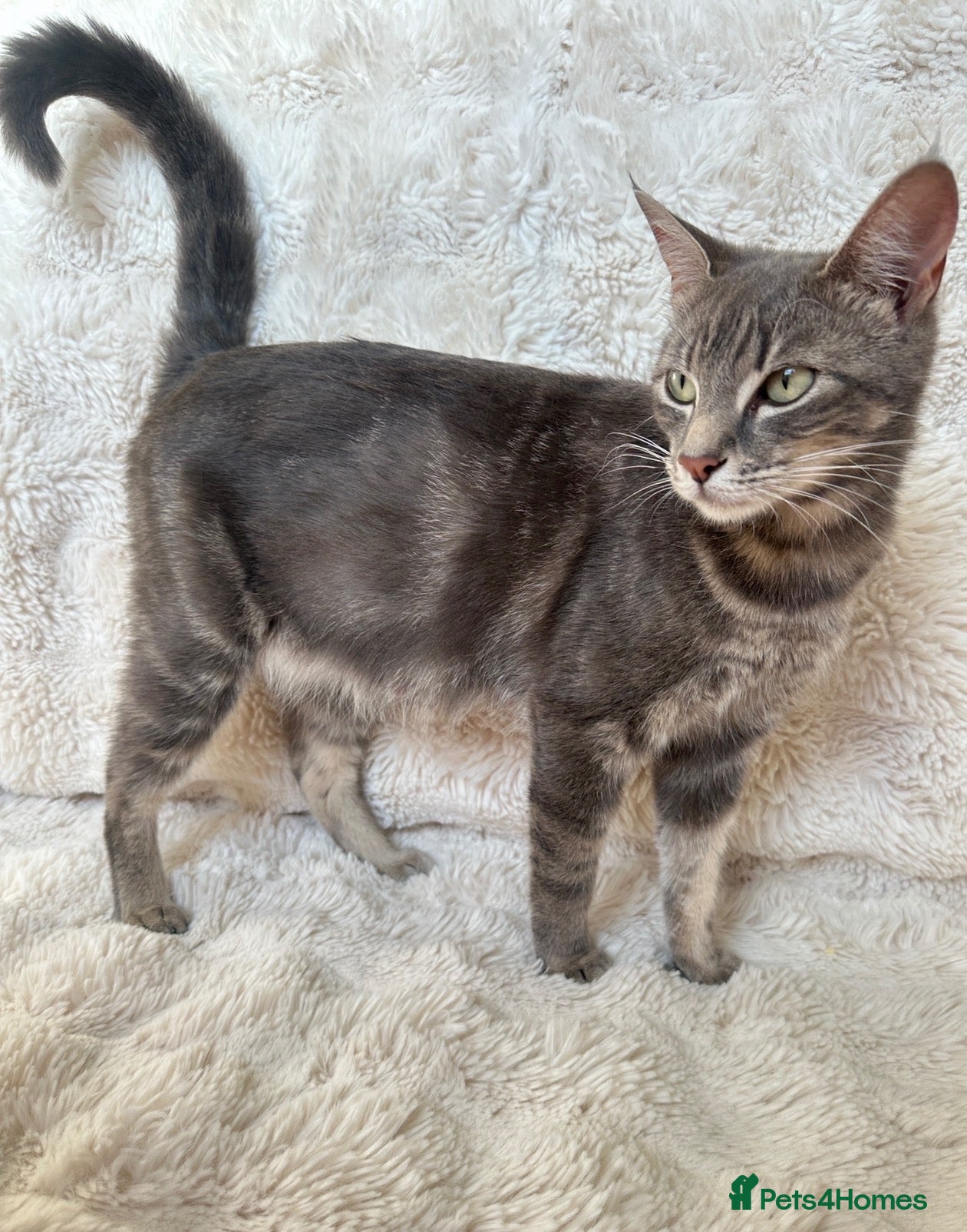 Mixed Breed cats for sale: Litter of kittens 5 boys, 1 girl  - Advert 4