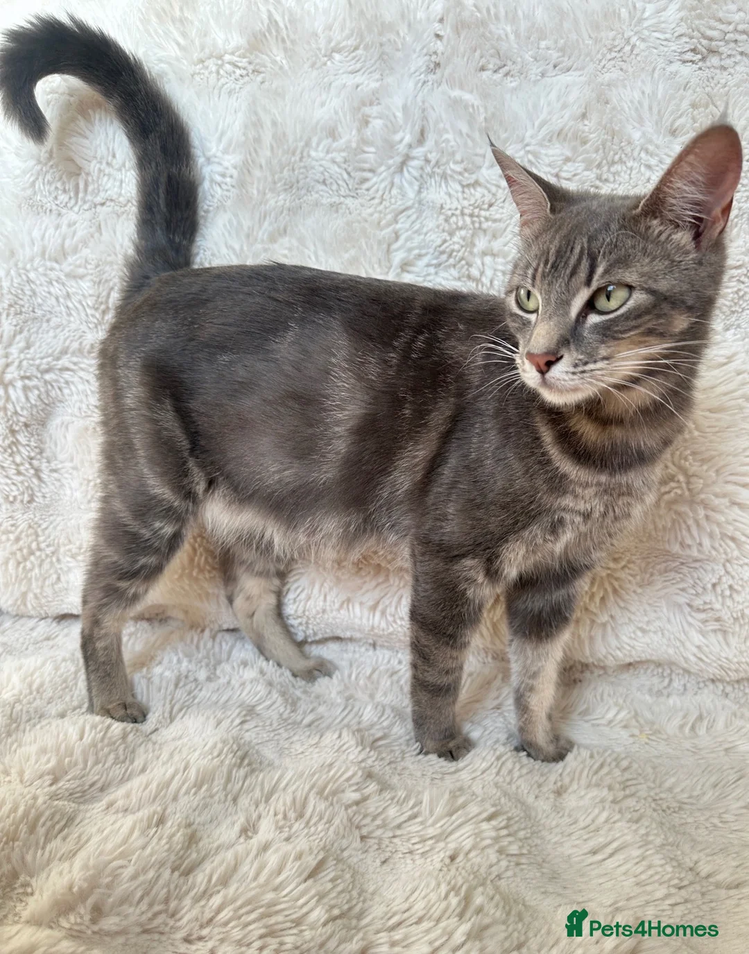 Mixed Breed cats for sale: Litter of kittens 5 boys, 1 girl  - Advert 1