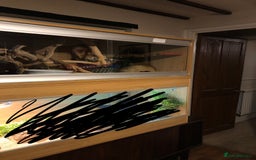 Corn Snake reptiles for sale: Male corn snake - Image 3