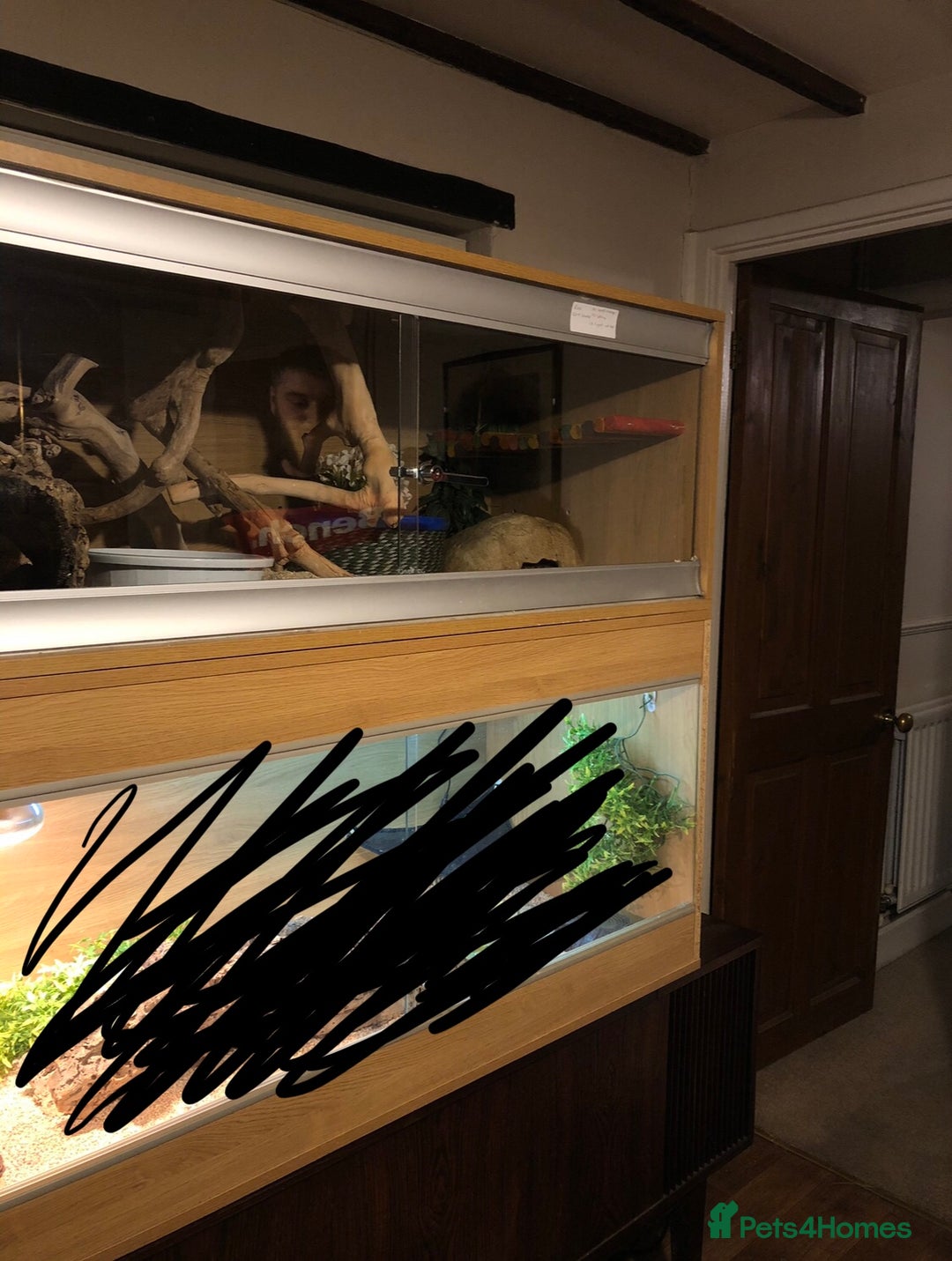 Corn Snake reptiles for sale: Male corn snake - Image 3